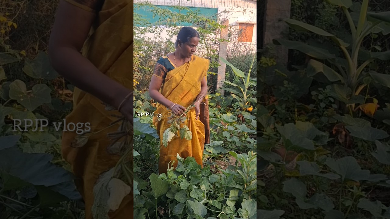 The Best Home Garden Harvest Tips 