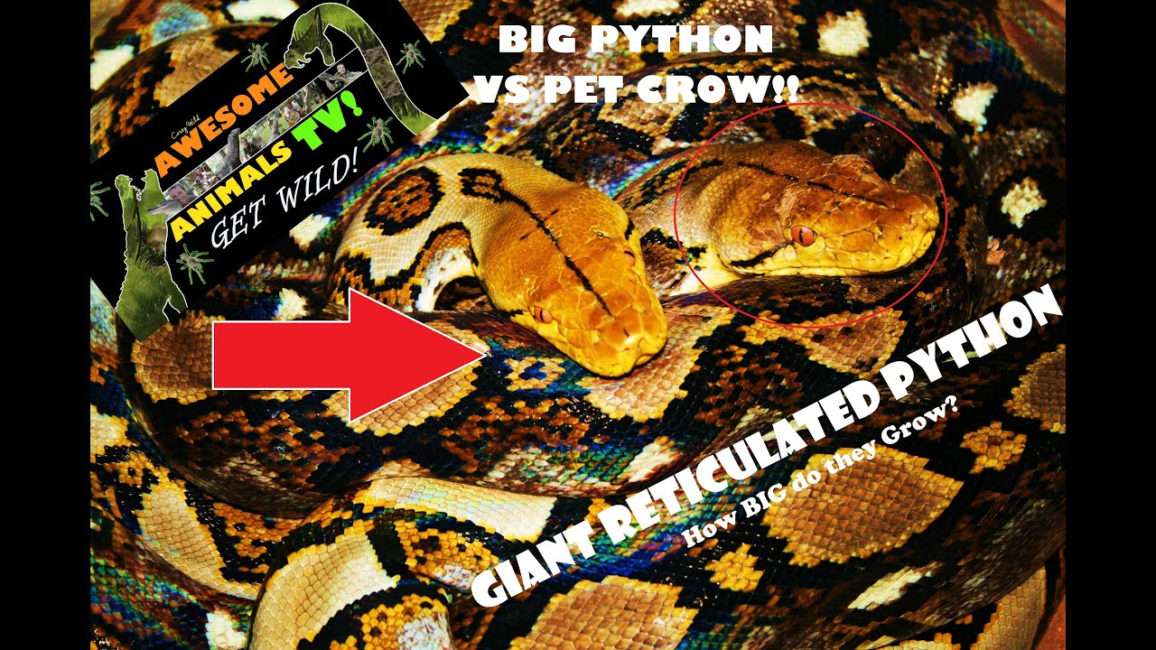 Reticulated Python EAT'S PET CROW! - The SNAKE DUDE on YouTube! BIG SNAKES!  Snake City!  Snake VS