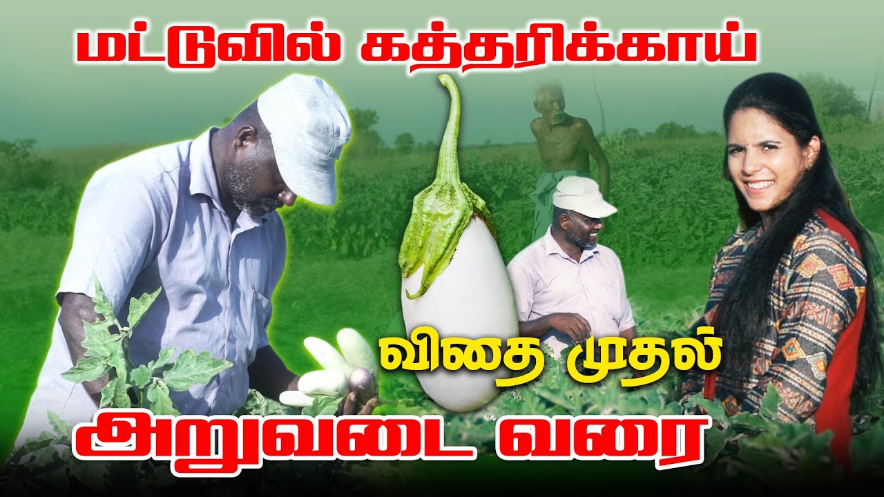 மட்டுவில் கத்தரிக்காய்க்கு இவ்வளவு மவுசா! | ibc tamil | ear nilam | maithily