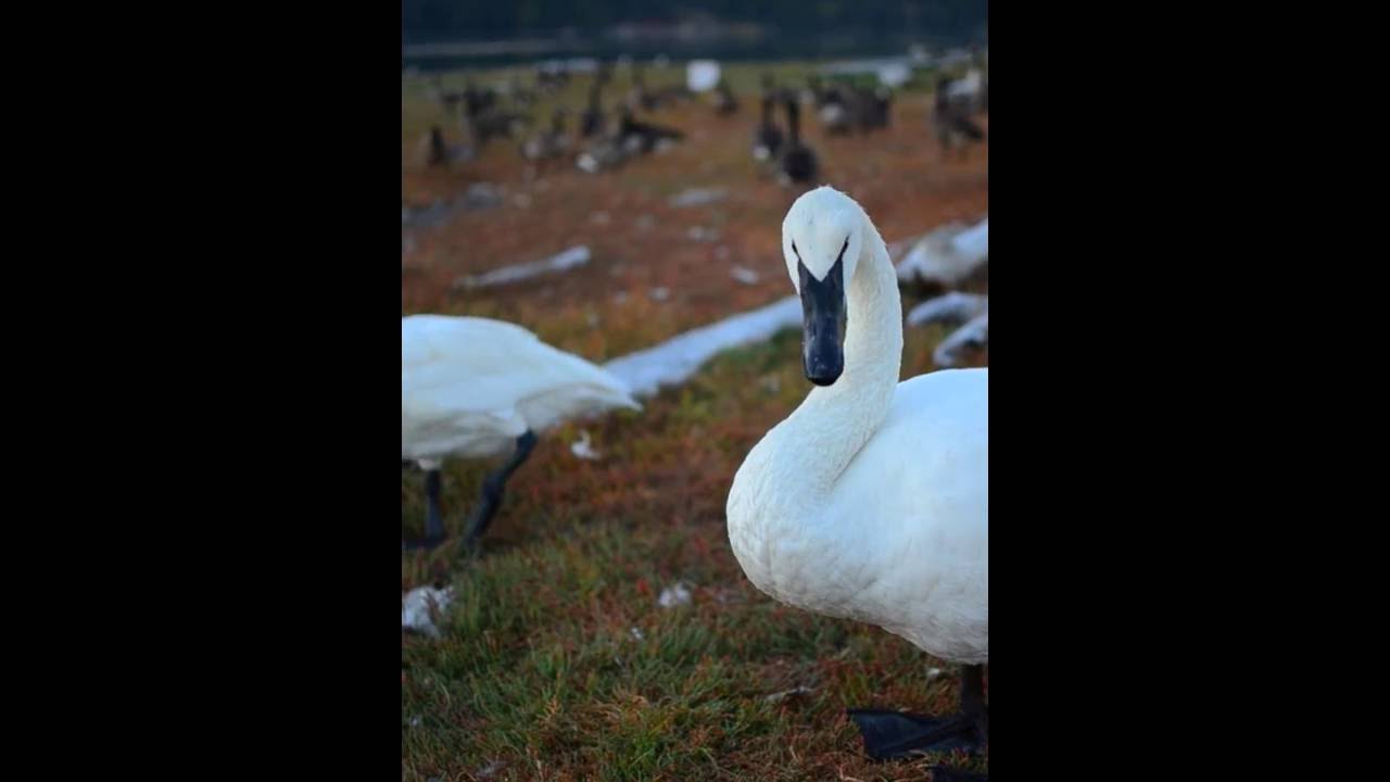 Swans at Esquimalt Lagoon, Victoria BC, Canada