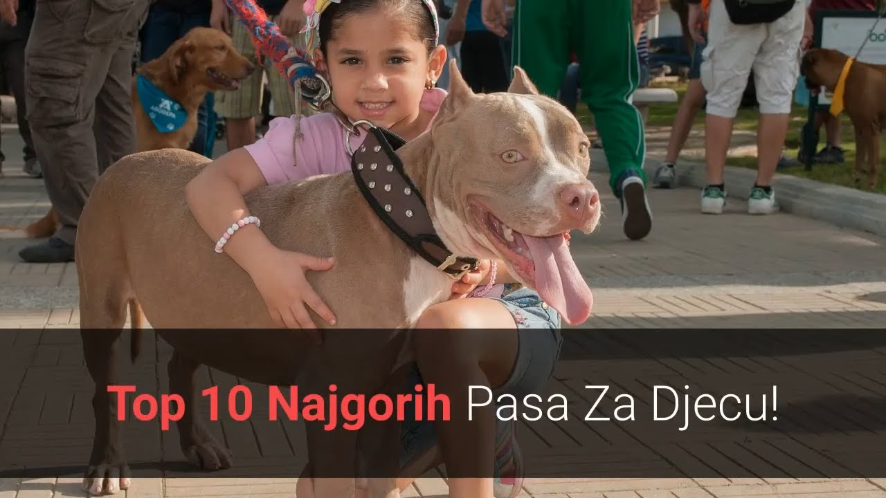 🐕 Najgori Psi Za Djecu – Top 10 Najgorih Pasmina Pasa Za Djecu!