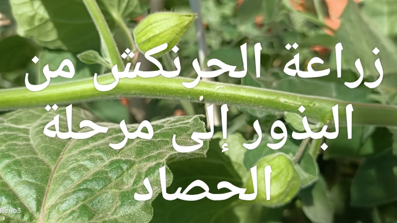 زراعة فاكهه الحرنكش او الطماطم الامريكيه من البذور إلى الحصاد الحرنكش planting of Physalis from A to