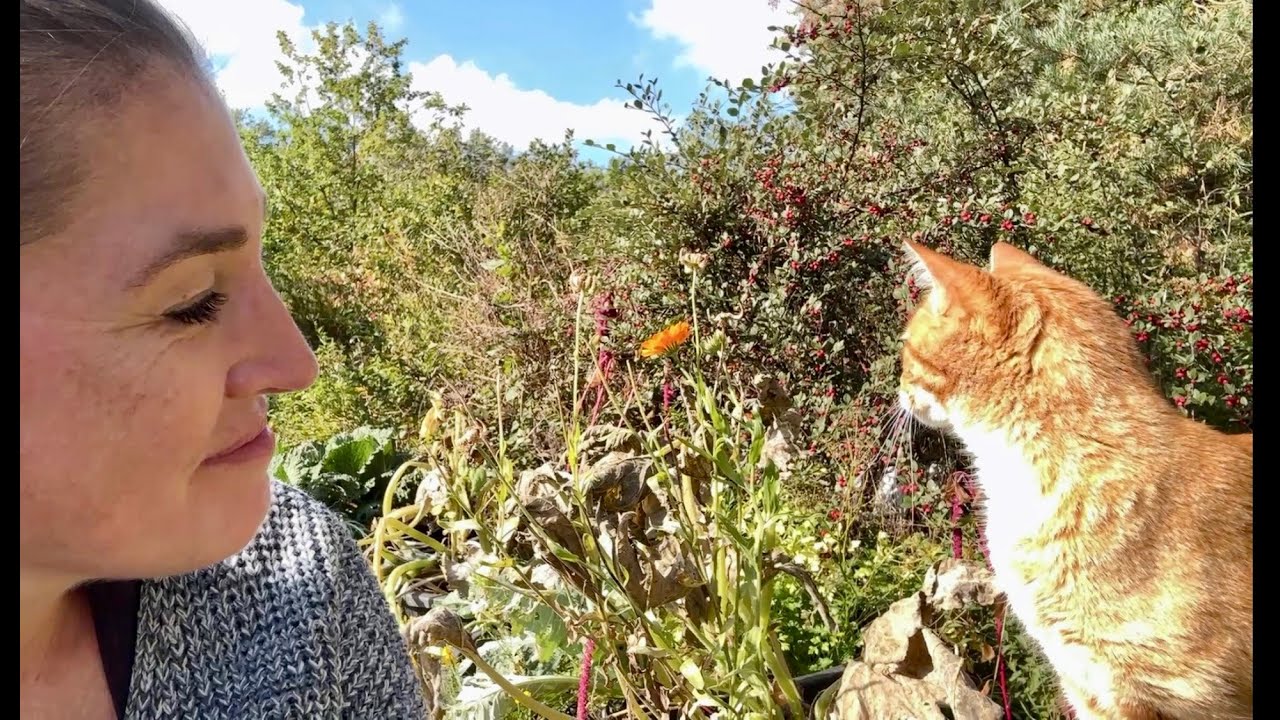Knoblauch stecken und Gartenarbeit im Oktober