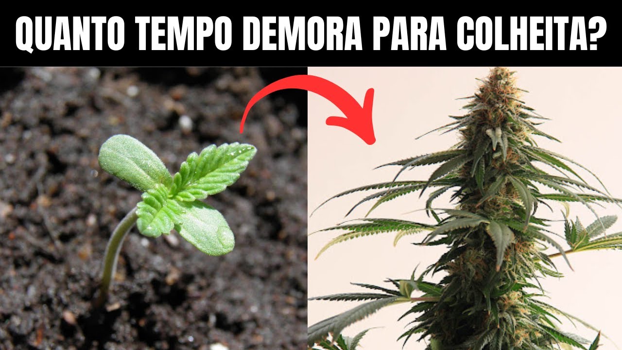 Quanto tempo demora para COLHER uma planta? Cannabis - Maconha