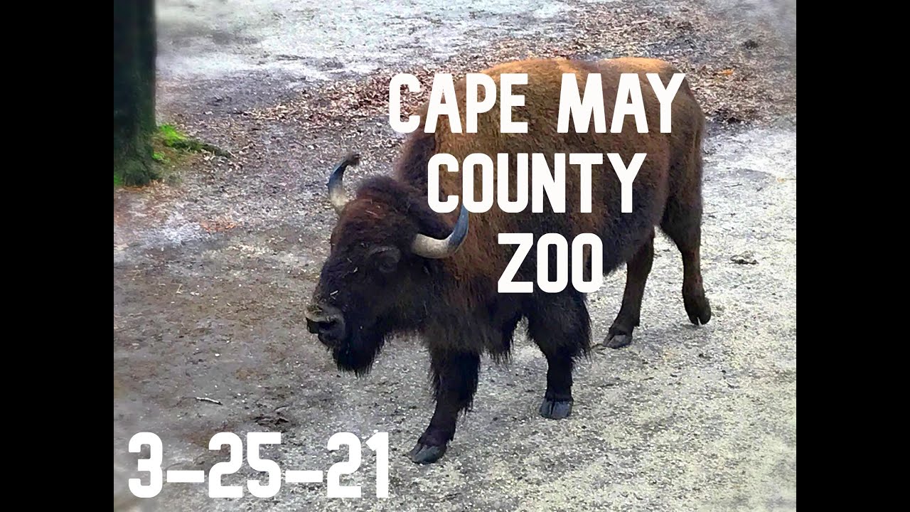 Cape May County Zoo, NJ, Animals, Otters, Bison, Zebras, Reptile House, Alpacas, Camels, Porcupines