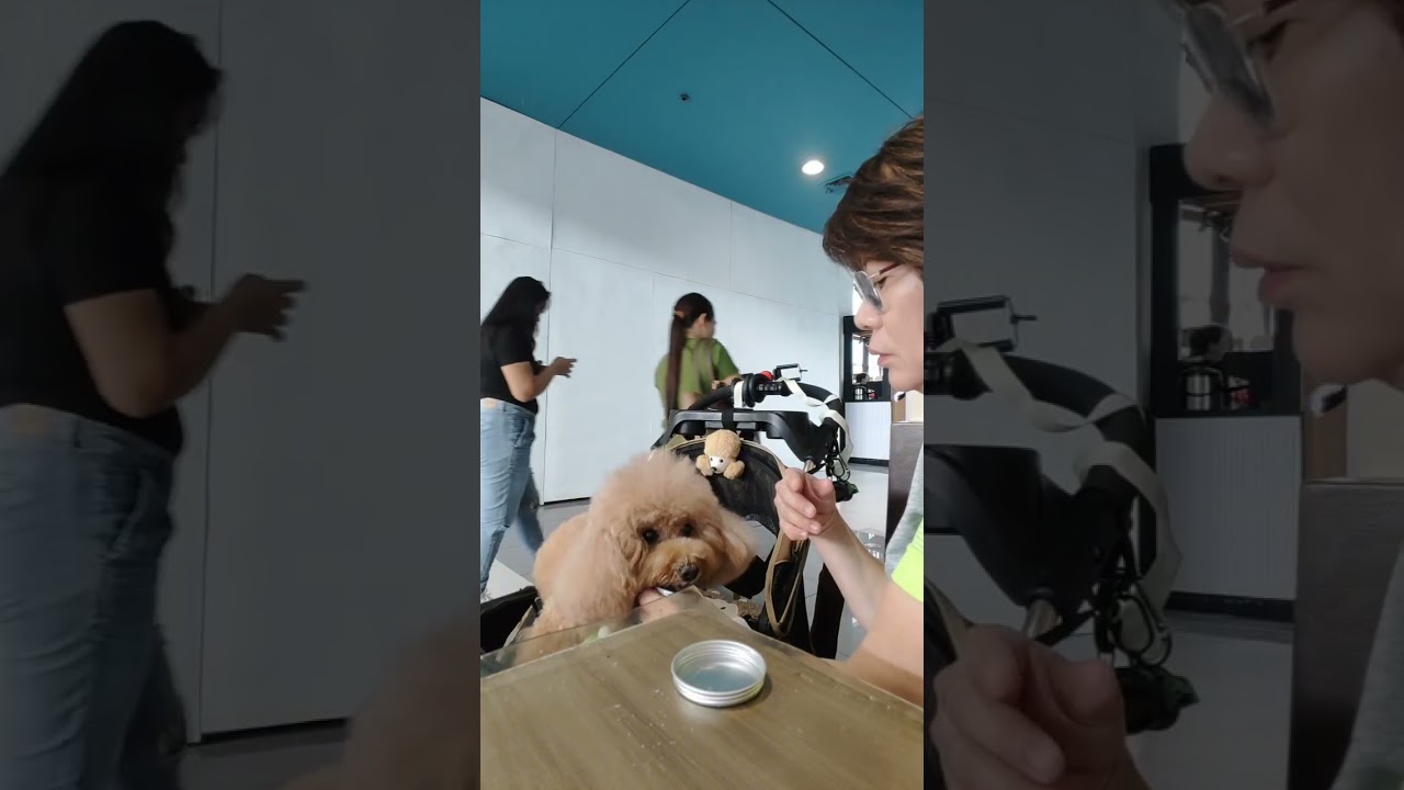 CERTIFIED GOOD BOI 💯 💪 🐾 😇 ❤️ 😇❤️ #migzthepoodle