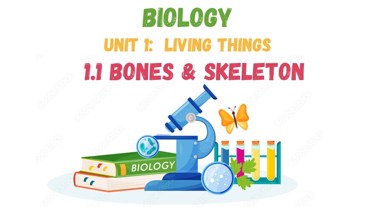 1.1: Bones and Skeleton