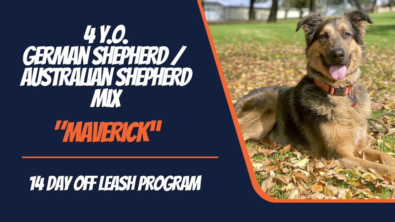 AUSTRALIAN SHEPHERD - GERMAN SHEPHERD MIX 🐶🦮Off leash Dog Training / Obedience Training 🦮🐶