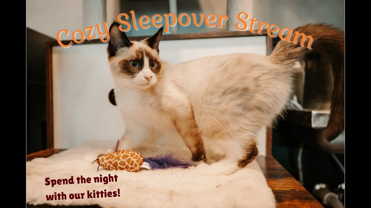 Cozy Sleepover Stream with the cats