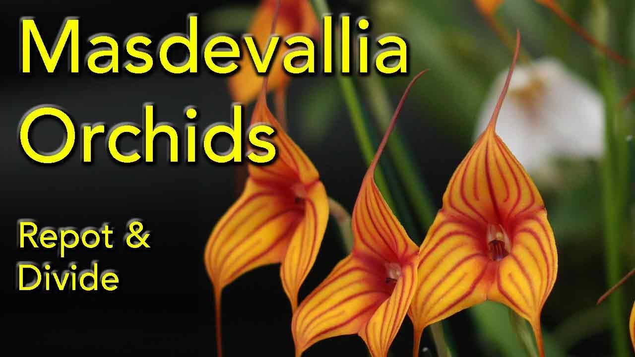 How to Repot and Divide Masdevallia Orchids  - Clive Halls Mt Beenak Orchids