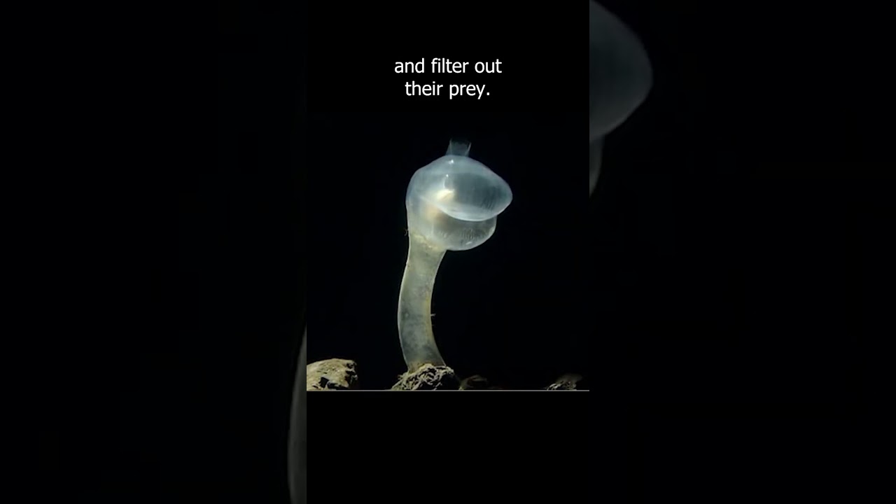 Predatory tunicates use suction to eat their prey!!!