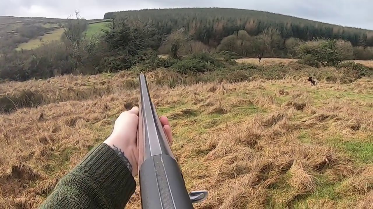 Rough Shooting Woodcock & Pheasant