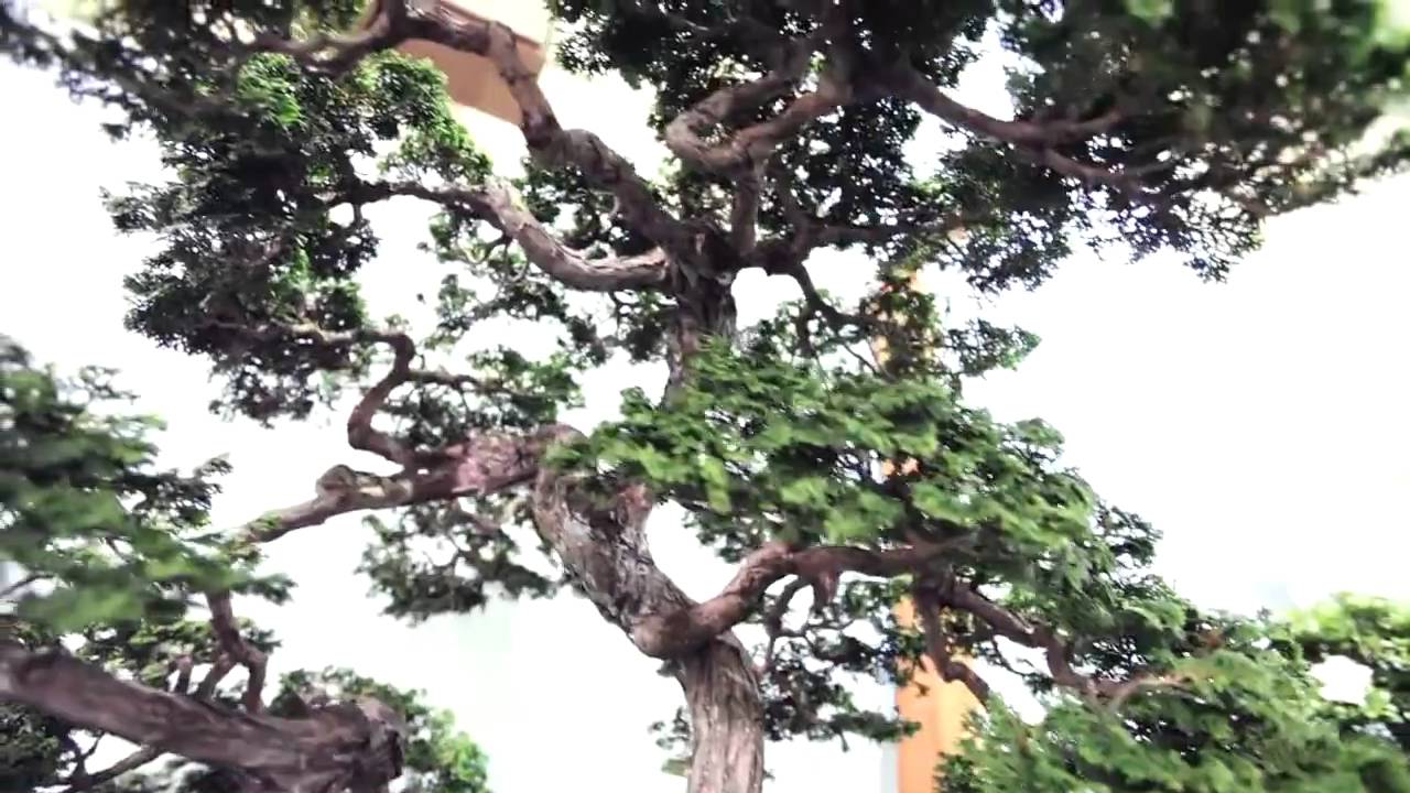2010 2nd US NATIONAL BONSAI EXHIBITION