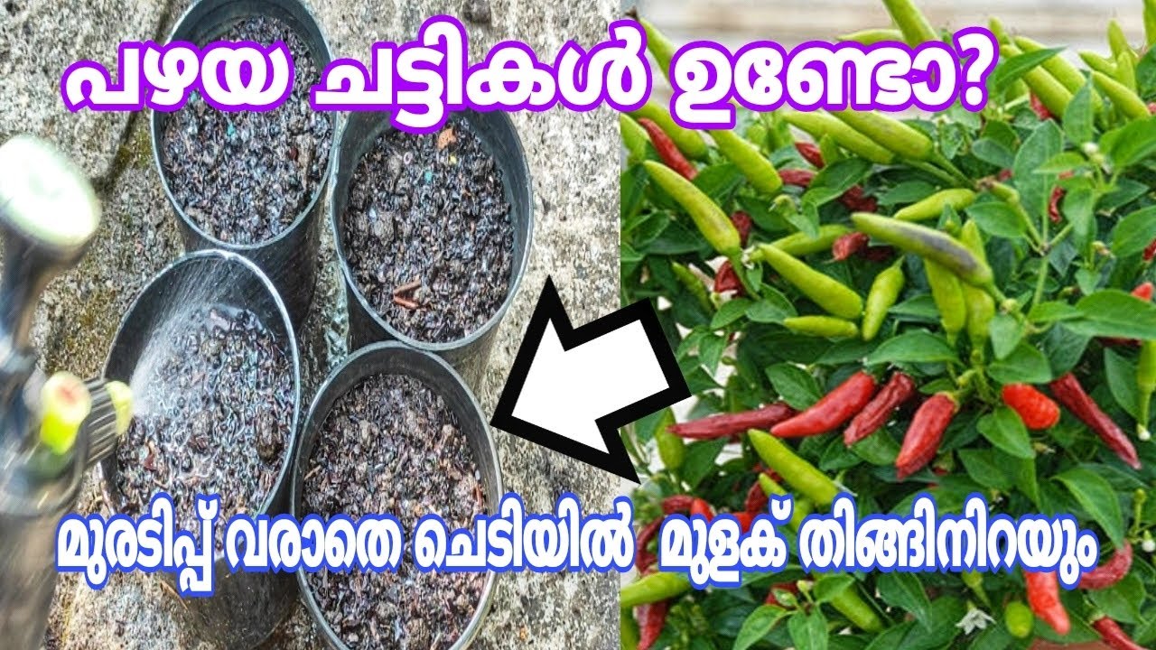 മുളക് ചെടി ഇങ്ങനെ നട്ടാൽ തുരുതുര മുളക് നിറയും | Chilli Plant care tips | Mulaku kuridippu maran