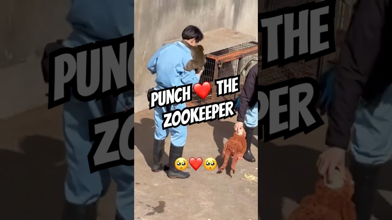 Punch TV Live Stream: Inspiring Story of Punch the Cute Japanese Monkey