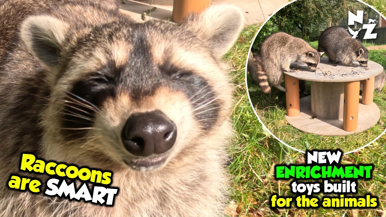 We built all NEW enrichment devices! Raccoons were the smartest!