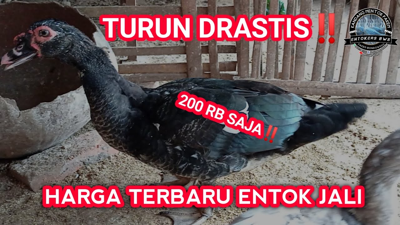 HARGA ENTOK JALI TERBARU!!!!! JENIS-JENIS ENTOK RAMBON CLASSIC DAN HARGANYA | JENIS-JENIS ENTOK