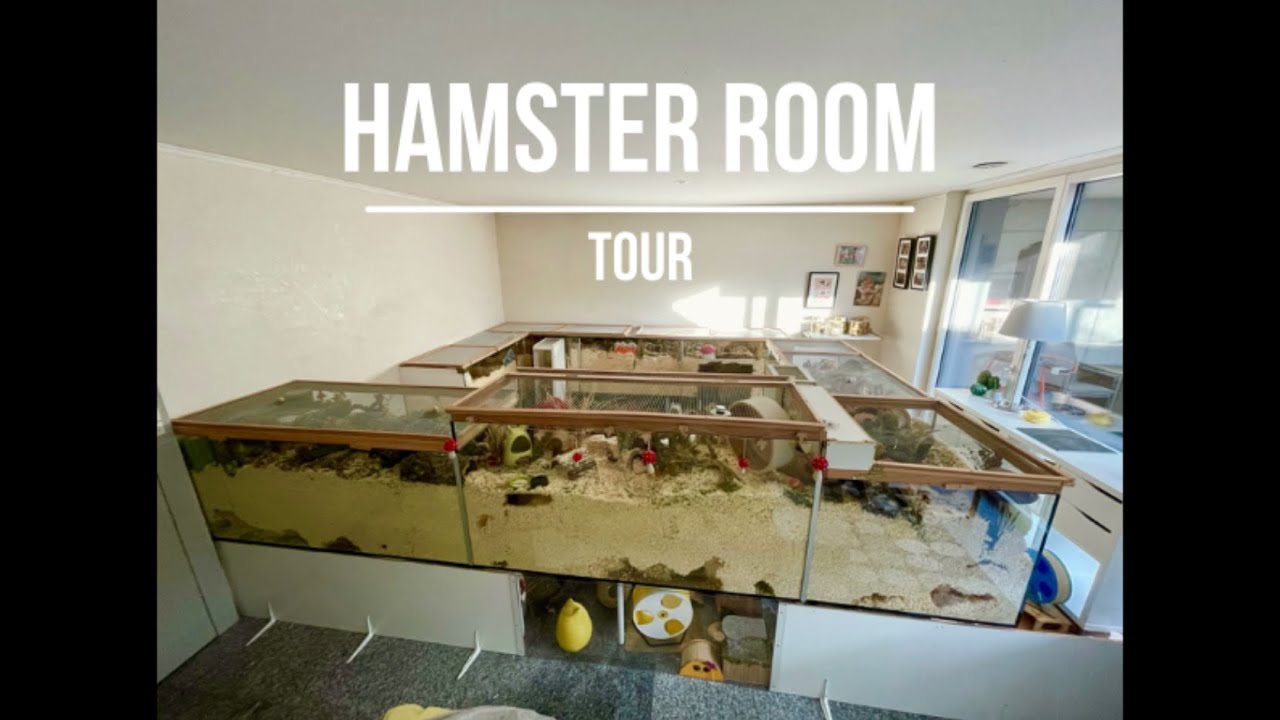 Hamster Room Tour