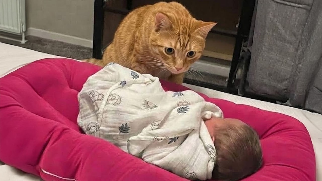 Adorable Cats Stop At Nothing To Be Around Babies For The First Time!