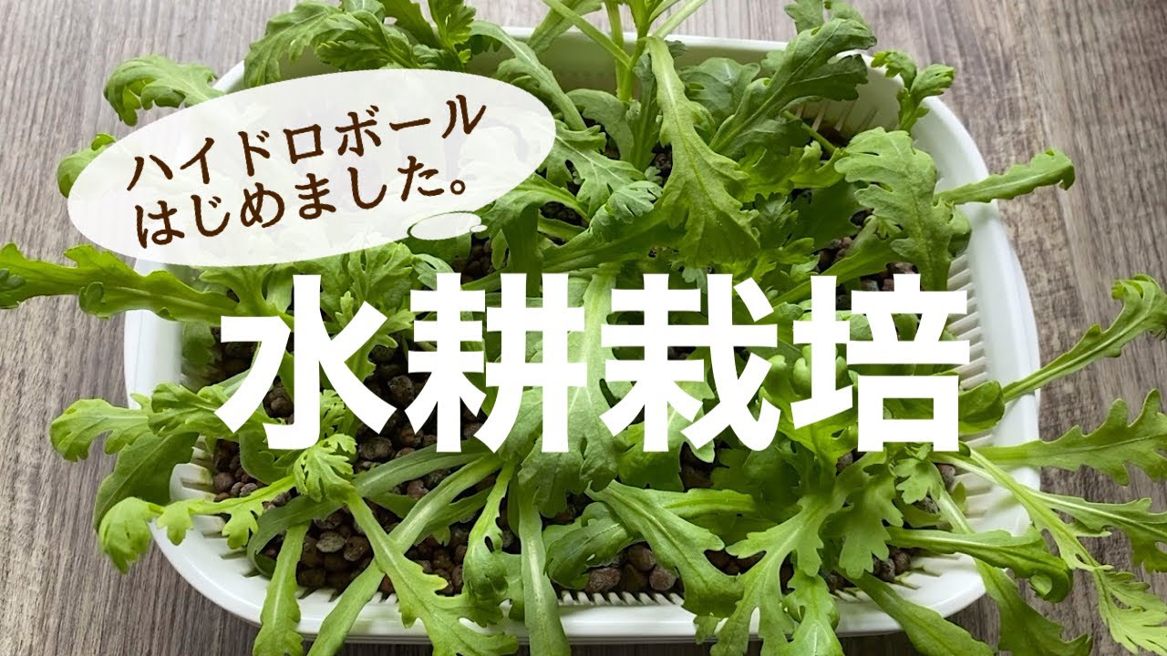 水耕栽培 ハイドロボールで家の中でも野菜を育てよう♪