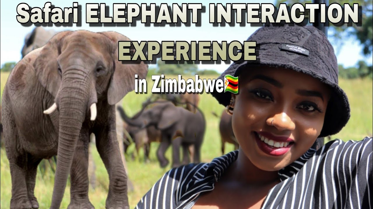SAFARI - My first ELEPHANT INTERACTION EXPERIENCE in Zimbabwe || 📍Imire Game Park #zimbabwe #safari