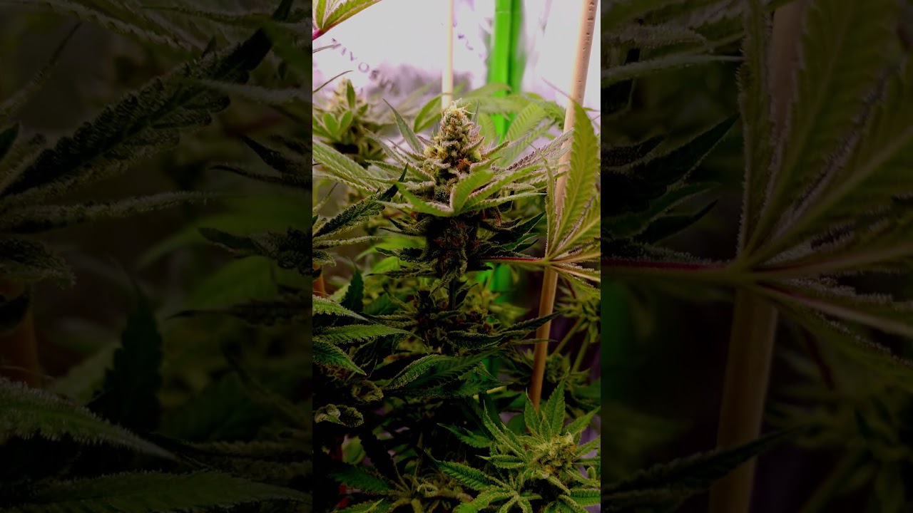 More and more colour every day! Trichome production is on point in Living Soil from Couple of Plants