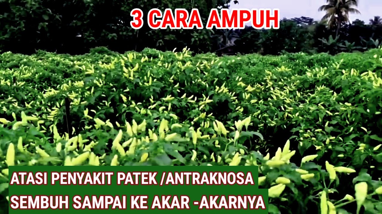 3 Cara Basmi ANTRAKNOSA!! Sembuh Sampai Akarnya