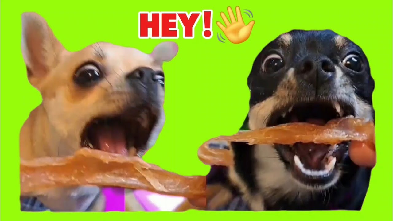 Three Chis and me is live! #live #dog #animals