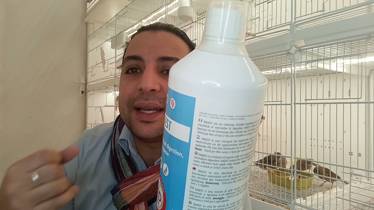 La purification de nos canaris et chardonnerets, avant l'étape de la préparation à la reproduction
