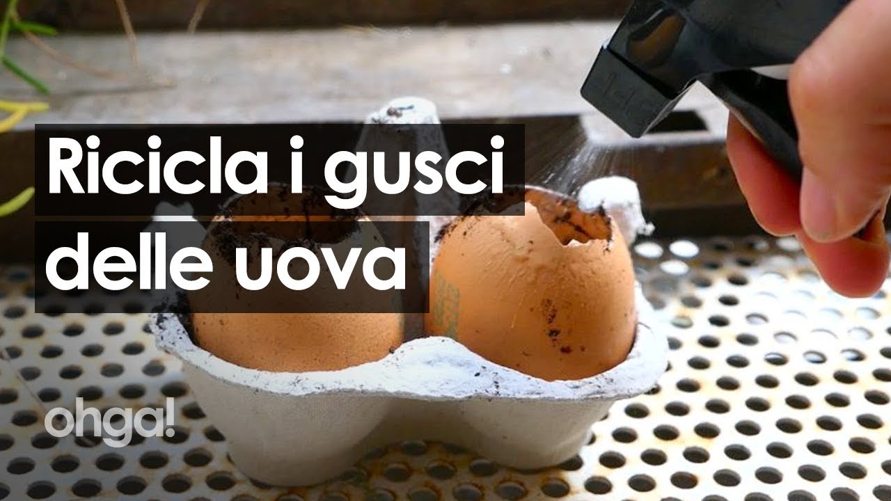 Non buttare i gusci delle uova: ecco 7 modi per riciclarli in modo utile!