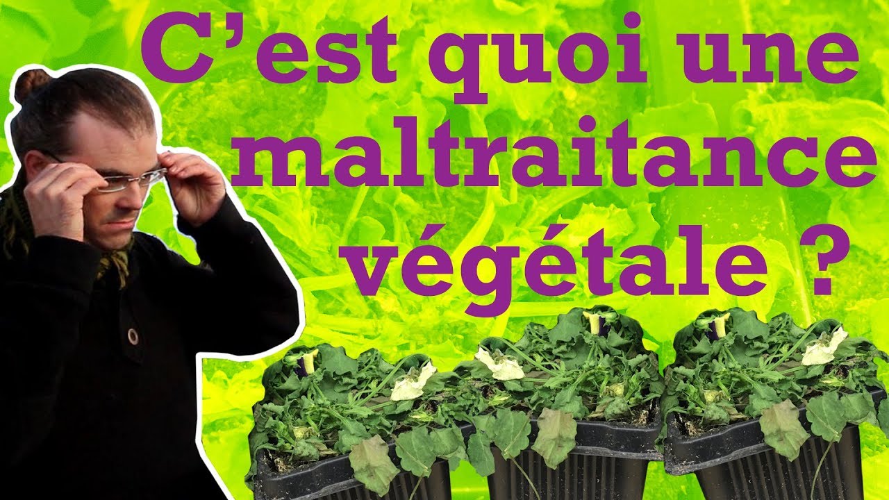 Maltraitance végétale dans les supermarchés