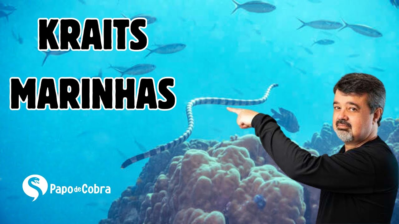 Kraits marinhas | Papo de Cobra