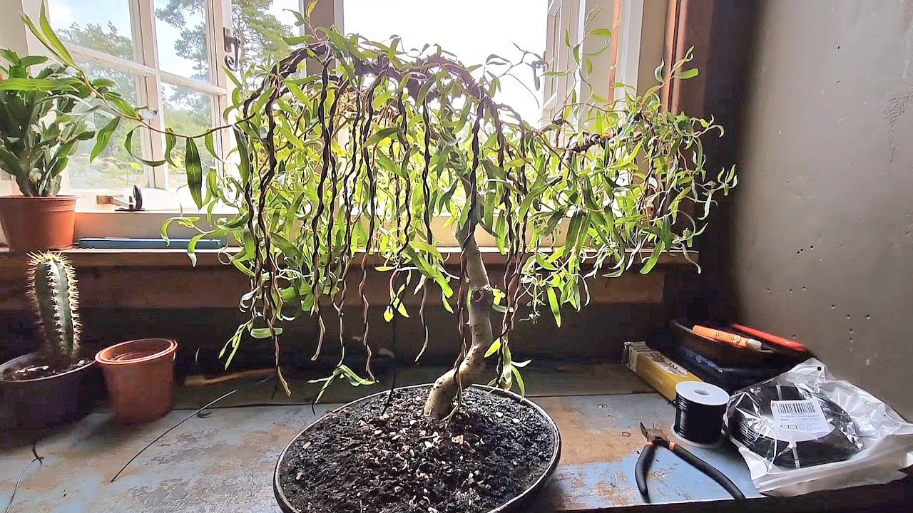 My Weeping Willow Bonsai Tree Creation using wires