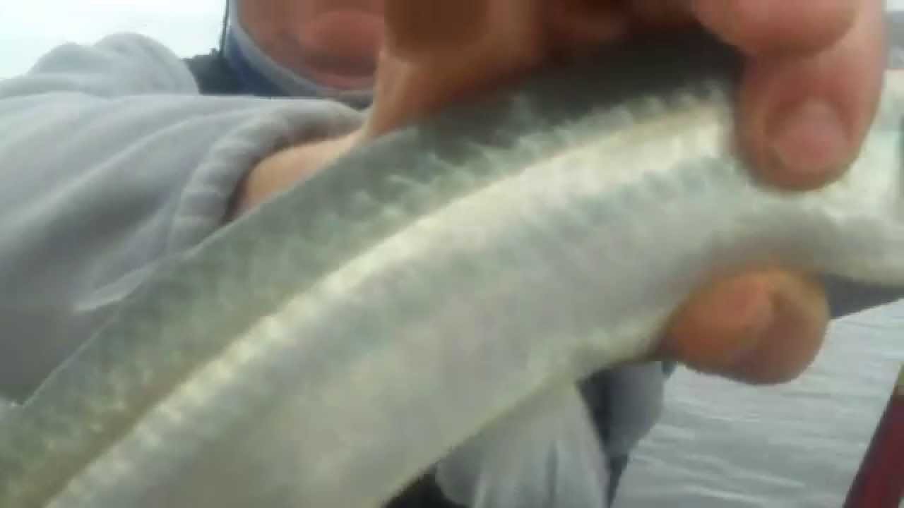 Pesca de Escardones y Cornos el la Arenera del Faro de Mar del Plata 23 de Junio de 2014
