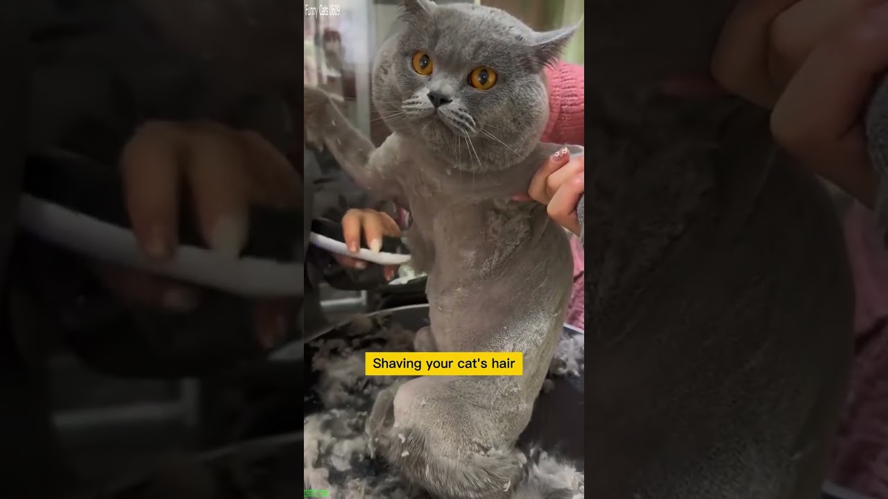 Funny Cats 2024 🥰 kitten meowing cute ❤️ # #5034