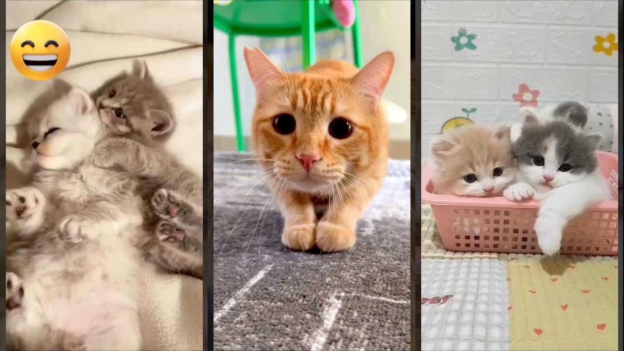 Funny Pets 😹 Cat Fight 😸 #FunnyCats Ep 1279
