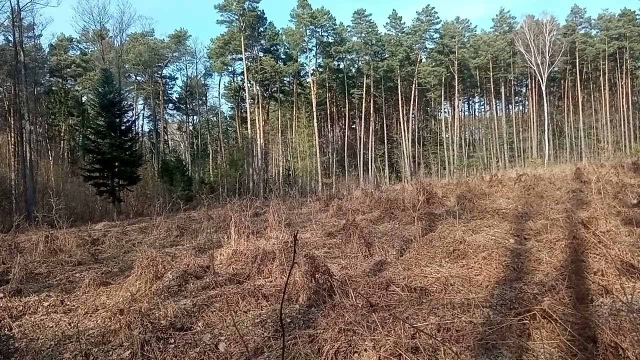 Forest Nature #7