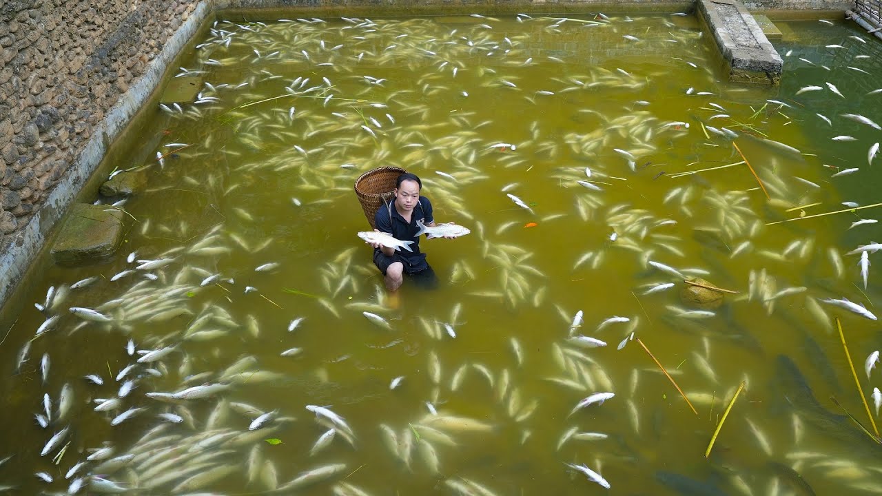 Thousands of fish suddenly died, without any reason, Duong lost everything overnight.