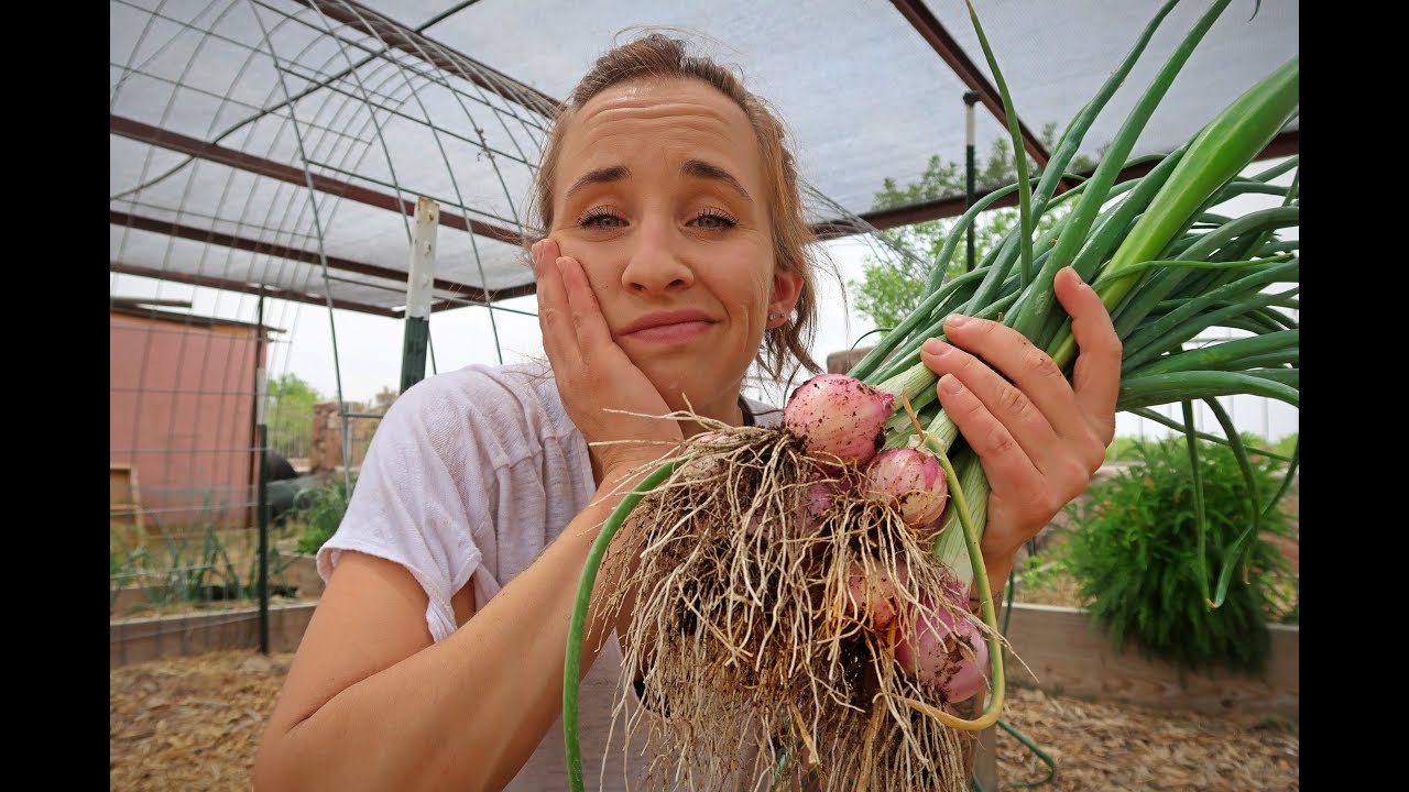 I Expected This Loss | Onion Growing Problems and Solutions