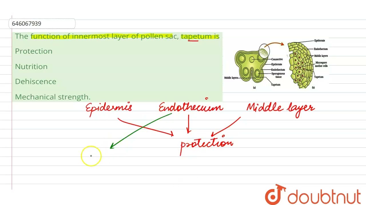 The function of innermost layer of pollen sac, tapetum is  | 12 | NO IDEA | BIOLOGY | DINESH PUB...