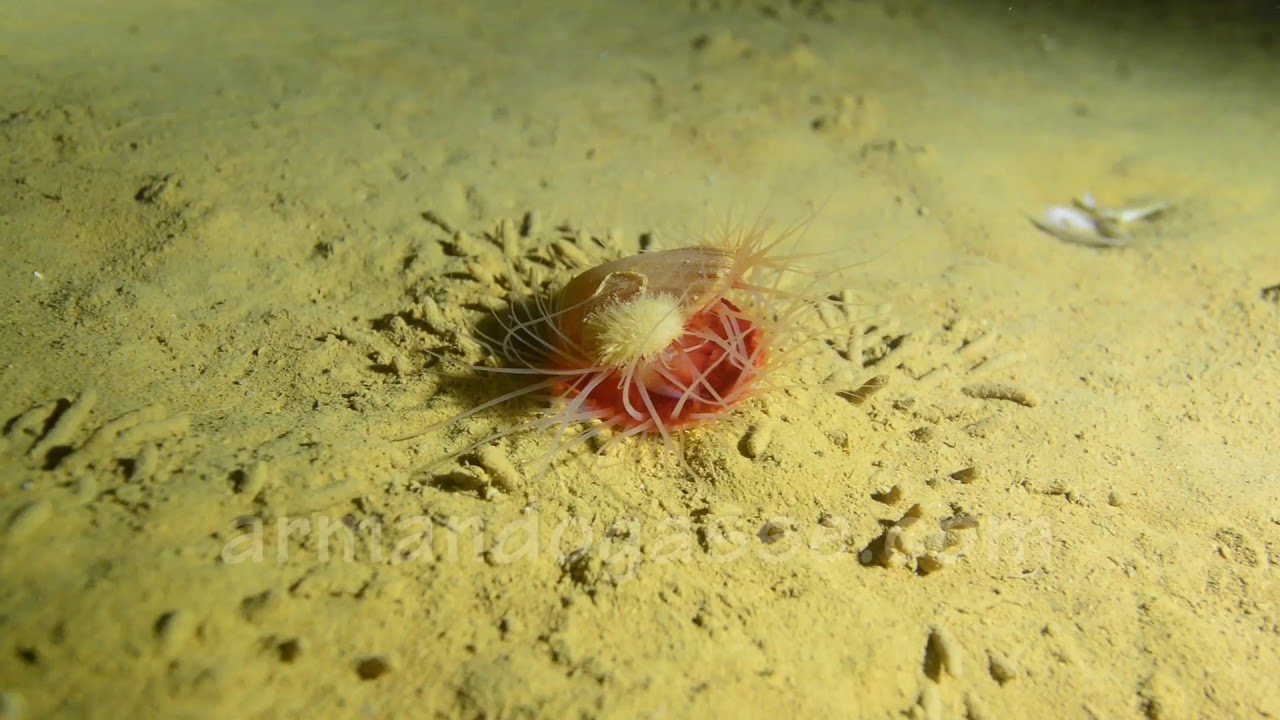 Cenote Aerolito