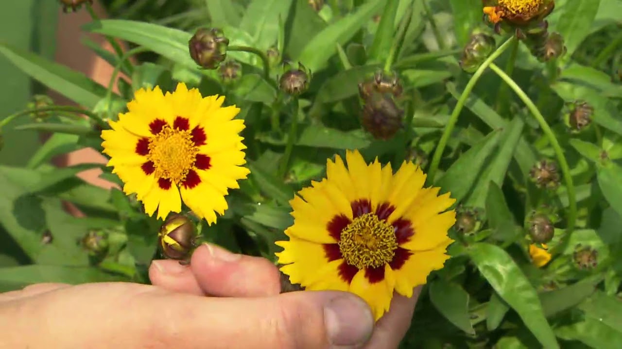 ORF Gartentipp Sommerstauden