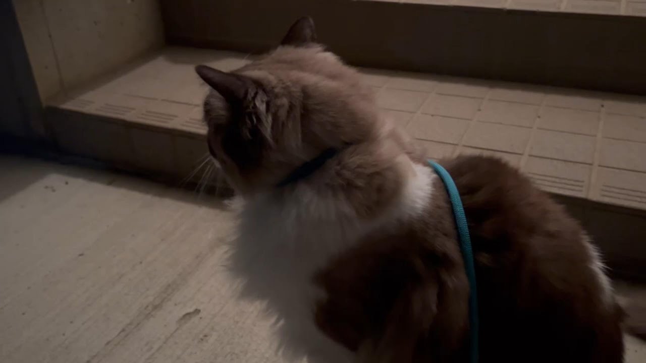 寒くて早く帰りたい人間と外へ出たがるニャンコたち　#グリンとグランの陽だまり日記　#猫