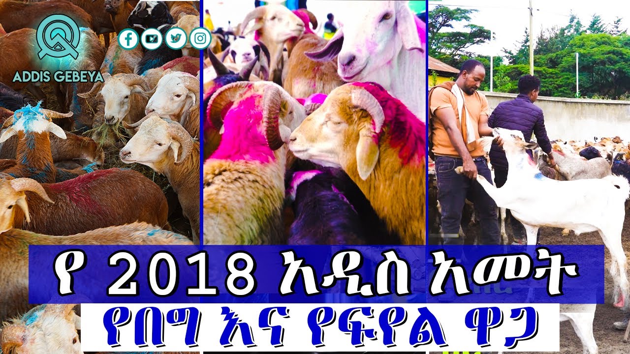 የ 2018 አዲስ አመት የበግ እና የፍየል ዋጋ | 2018 Ethiopian New Year market review |