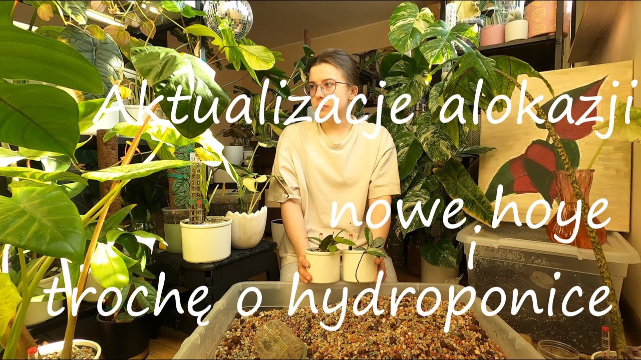 Aktualizacje 🌱 | nowe hoye | alokazje  | hydroponika
