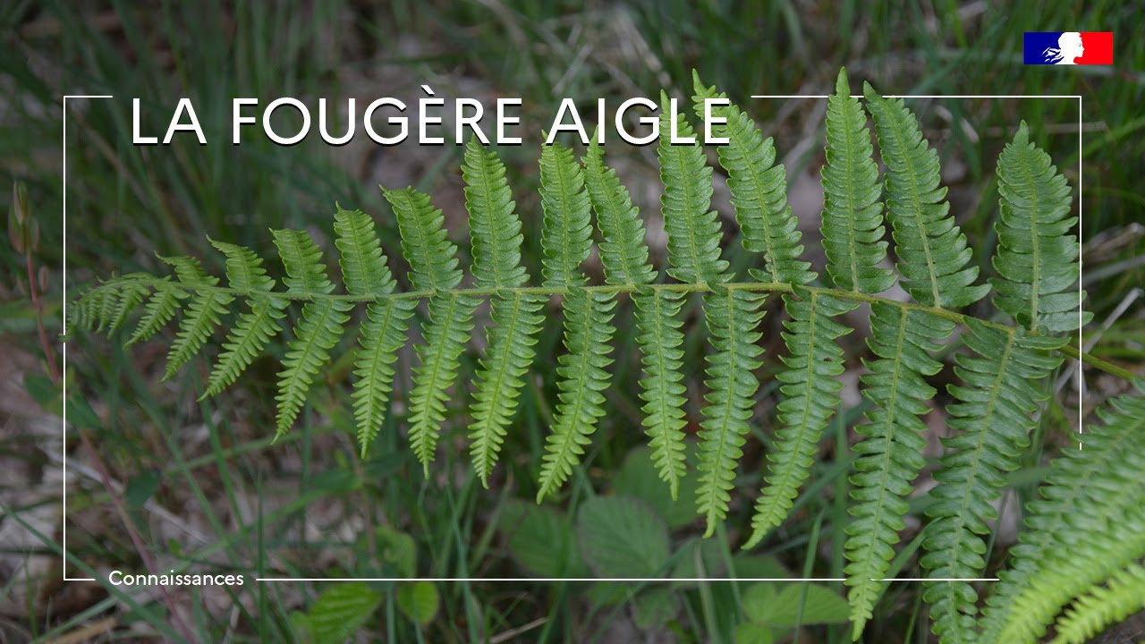 La fougère aigle : plante herbacée très commune mais toxique !