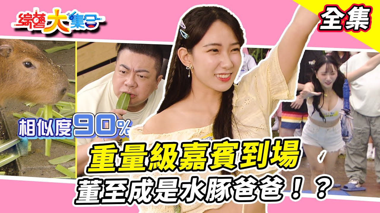 【綜藝大集合】重量級嘉賓到場🐽 籃籃在水豚界吃很開！？董至成是水豚爸爸！？飛鴿傳書再現！？檸檬是唱走音班的🤭  宜蘭冬山 2024.11.10