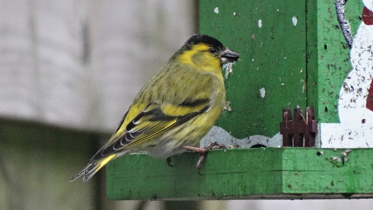 Sijzen | Siskin - carduelis spinus | Winter | Veluwe