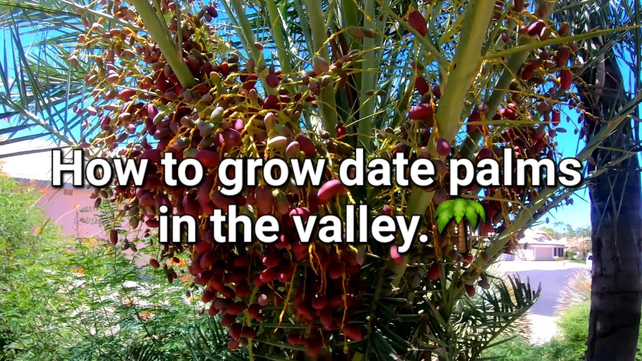 The complete guide for growing date palms.