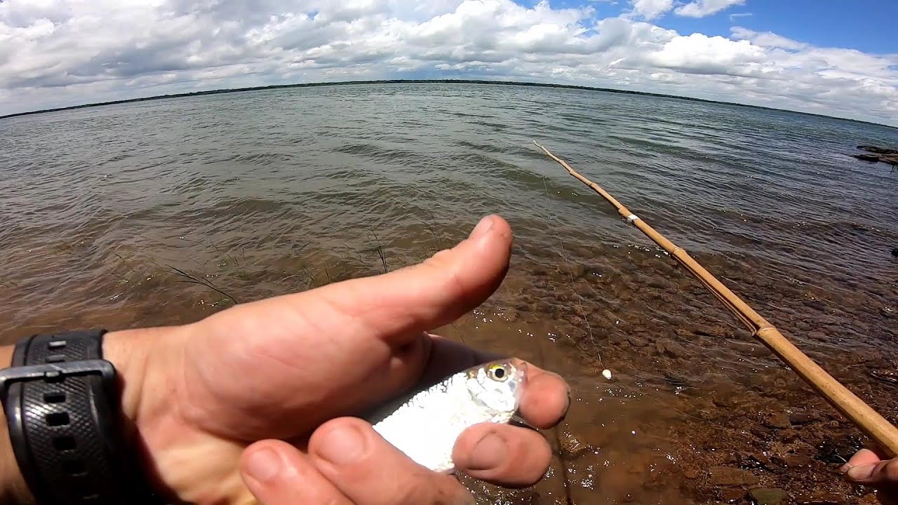 Pesca de costa, No me esperaba esos piques. Recorrida y naturaleza, en Corrientes PESCA URBANA